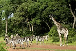 Zebra Gallery: Zebras and Giraffes (Giraffa camelopardalis) invading