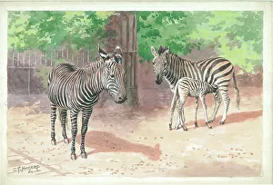 Zebras at London Zoo Print by Charles Howard. Art Prints, Posters