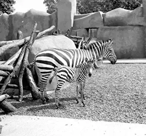 Foal Prints: Zebras, mother and foal