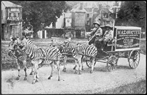 Ceylon Gallery: Zebras Pull Mazawattee