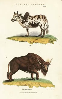 Kearsley Collection: Zebu humped cattle, Bos indicus, and European
