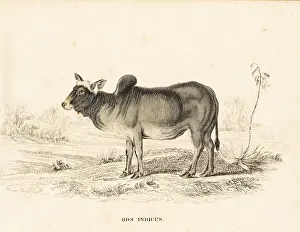 Indicus Prints: Zebu or humped cattle, Bos primigenius indicus