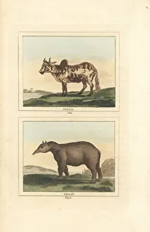James Smith Barr Prints: Zebu and tapir
