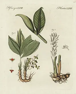 Bilderbuchfurkinder Prints: Zedoary and grains of paradise