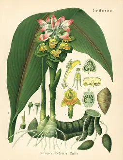Adolph Prints: Zedoary or white turmeric, Curcuma zedoaria