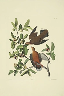 Annona Gallery: Zenaida aurita, zenaida dove