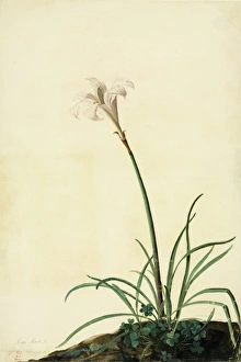 Women Artists Collection: Zephyranthes atamasco, amaryllis
