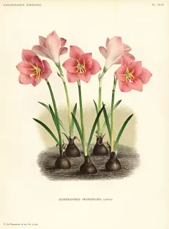 Zephyranthes minuta