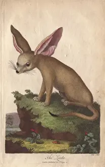 Ebenezer Prints: Zerda or fennec fox, Vulpes zerda