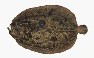 Muller Prints: Zeugopterus punctatus, or Topknot