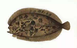 Mottled Collection: Zeugopterus regius, or Blochs Topknot