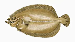 Sole Prints: Zeugopterus velivolans, or Sail Fluke