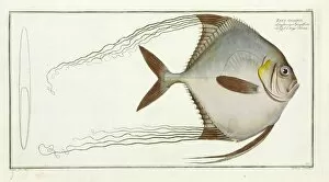 Bony Fish Collection: Zeus ciliaris (Alectis ciliaris)