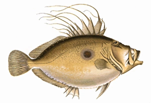 Spot Collection: Zeus faber, or John Dory