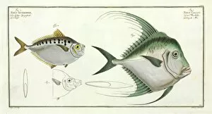 Bony Fish Collection: Zeus gallus and Zeus insidiator