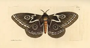 Zig-zag emperor silkmoth, Gonimbrasia tyrrhea
