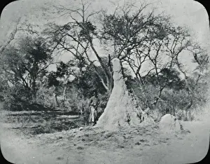 Rhodesia Prints: Zimbabwe (Rhodesia) - Ant hill