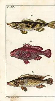 Zingel, red hind and striped bass