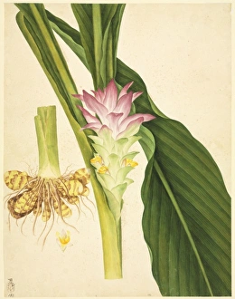 John Reeves Collection: Zingiber officinale, ginger