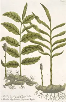 Zingiber Prints: Zingiber sylvestre & Z. angustifolium, ginger