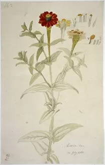 Ehret Collection: Zinnia peruviana, Peruvian zinnia