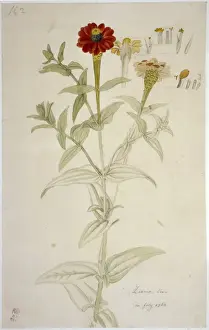 Ehret Prints: Zinnia peruviana, Peruvian zinnia