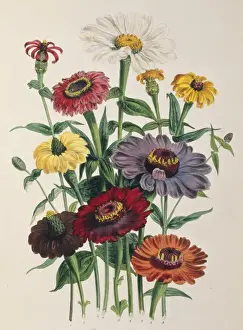 Loudon Prints: Zinnia sp. zinnia