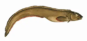 Zoarces viviparus, or Viviparous Eelpout
