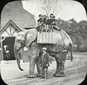 Zoo - African Elephant