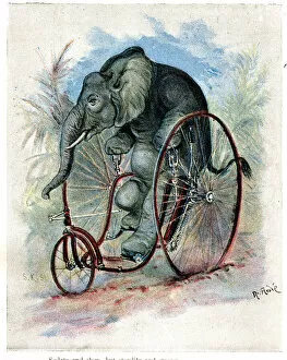Images Dated 7th March 2019: Zoo Animals Up To Date on Cycles - Elephant on Velocipede