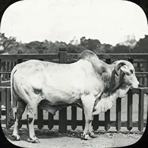 Brahmin Prints: Zoo - Brahmin Bull