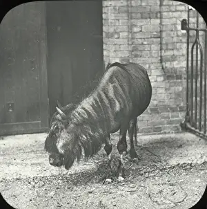 Brindled Prints: Zoo - Brindled Gnu
