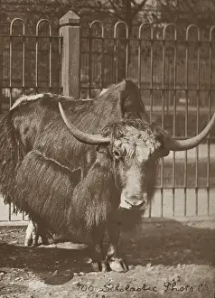 Horned Prints: Zoo - Bull