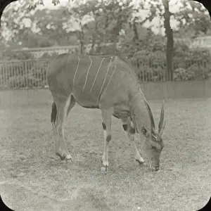 Eland Prints: Zoo - Eland