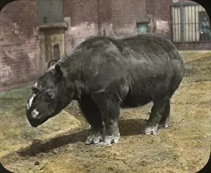 Rhinoceros Prints: Zoo - Hairy-eared Rhinoceros