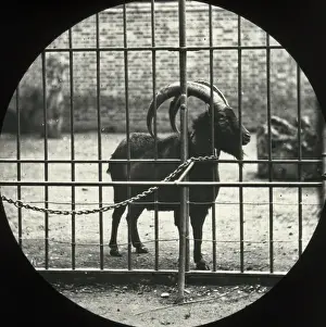 Coated Prints: Zoo - Ibex