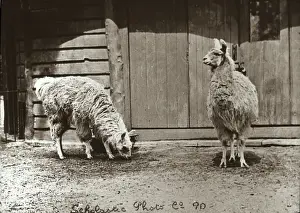 Llamas Prints: Zoo - Llamas