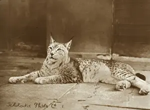 Lynx Prints: Zoo - Lynx
