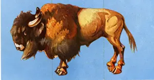 Misfitz Prints: Zoo Misfitz card game - bison