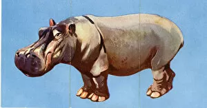 Zoo Misfitz card game - hippopotamus