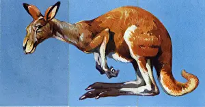 Misfitz Prints: Zoo Misfitz card game - kangaroo
