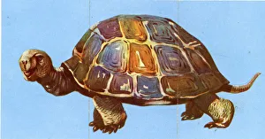 Images Dated 12th September 2019: Zoo Misfitz card game - tortoise