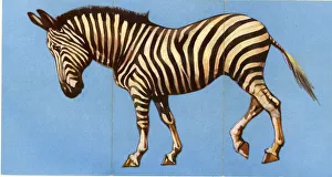 Images Dated 12th September 2019: Zoo Misfitz card game - zebra