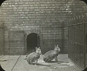 Zoo - Patagonian Cavy