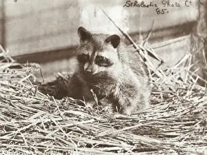 Raccoon Prints: Zoo - Raccoon