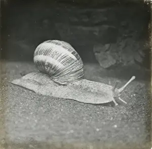 Snail Prints: Zoo - Snail