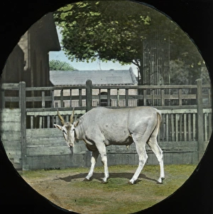 Grassy Collection: Zoo - Young Eland