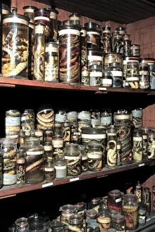 Zoological specimens in the Spirit Building