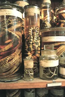 Zoological specimens in the Spirit Building
