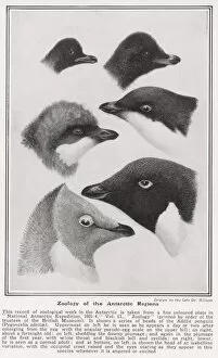 Adelie Gallery: Zoology of the Antarctic Regions drawn by Dr. Wilson